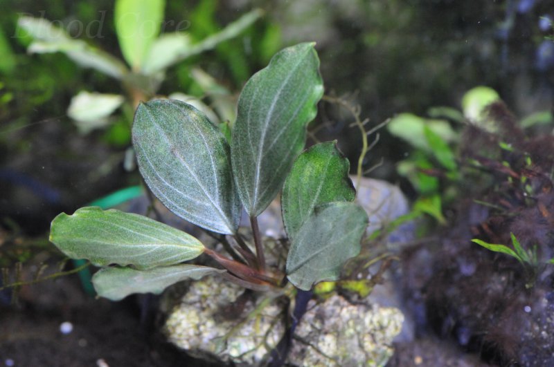 ブセファランドラの種類と育て方 増やし方 Bloodcore